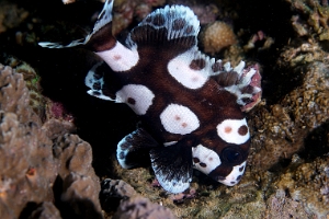 North Sulawesi-2018-DSC03543_rc- Manyspotted sweetlips juvl - Diagramme arlequin - Plectorhinchus chaetodonoides